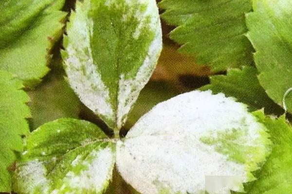 怎么防治草莓白粉病，发现病叶要及时摘除烧毁