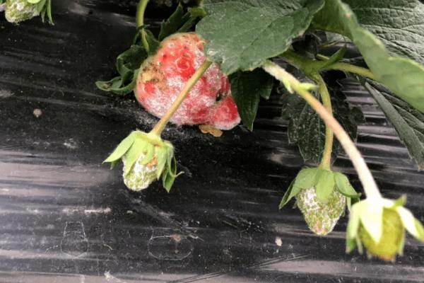 怎么防治草莓白粉病，发现病叶要及时摘除烧毁