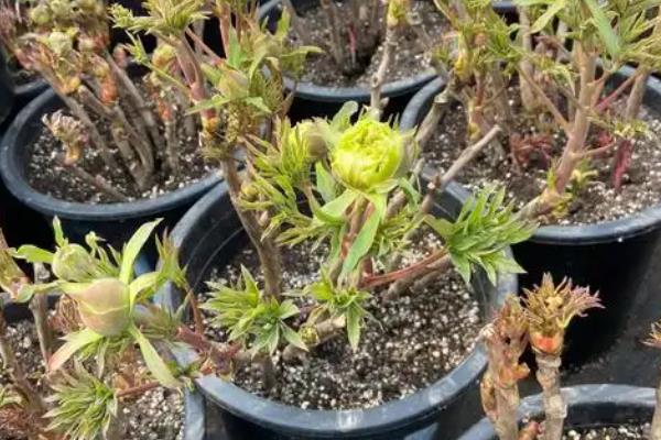 牡丹花如何移栽，舒展根系后再栽入土中并压实