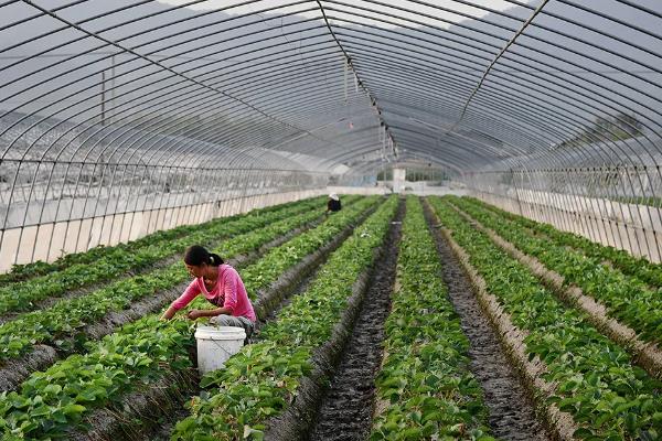 怎么防治草莓白粉病，发现病叶要及时摘除烧毁