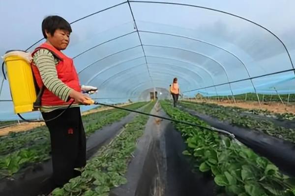怎么防治草莓白粉病，发现病叶要及时摘除烧毁