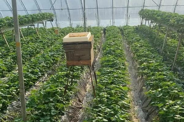 怎么防治草莓白粉病，发现病叶要及时摘除烧毁