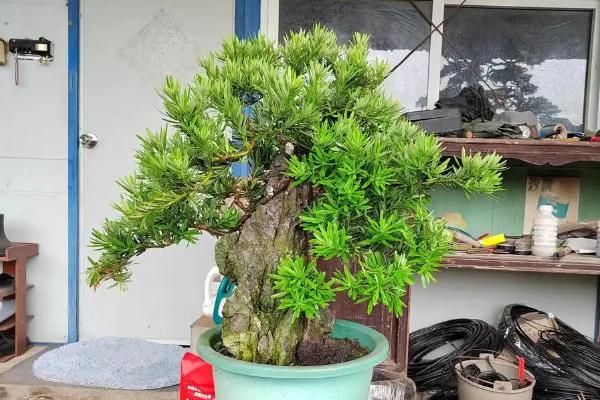 罗汉松的繁殖方法，可播种、压条和扦插繁殖