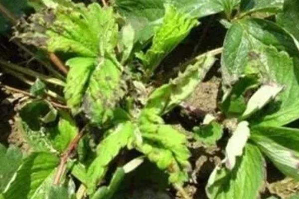 怎么防治草莓白粉病，发现病叶要及时摘除烧毁