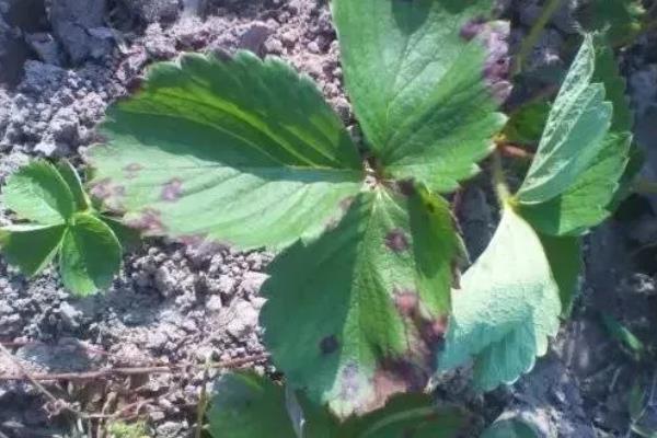 怎么防治草莓白粉病，发现病叶要及时摘除烧毁