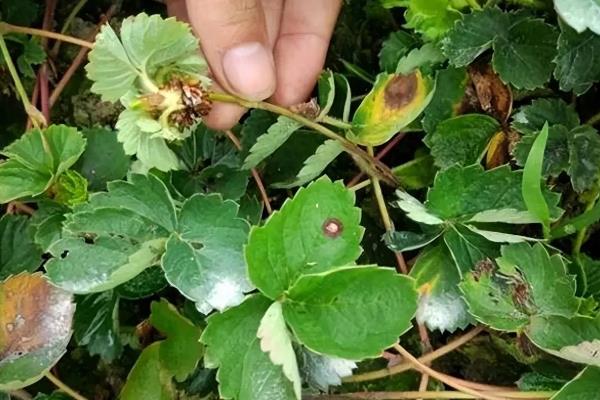 怎么防治草莓白粉病，发现病叶要及时摘除烧毁