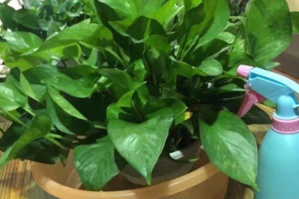 绿萝招小飞虫如何处理，用浸泡烟头的水浇花可驱赶飞虫