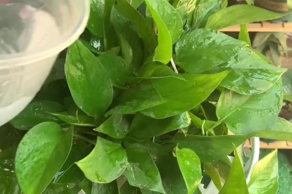 绿萝招小飞虫如何处理，用浸泡烟头的水浇花可驱赶飞虫