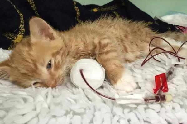 猫中毒的症状，表现为厌食症或食欲不振等