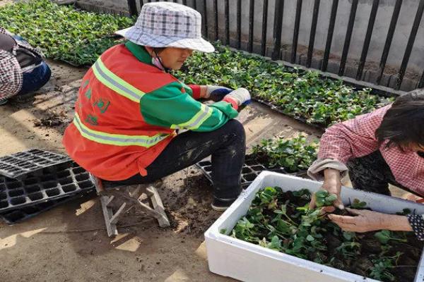 怎么防治草莓白粉病，发现病叶要及时摘除烧毁