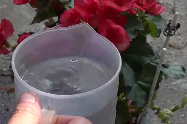 丽格海棠烂茎如何处理，放在阳光充足的地方可让它快速恢复生机