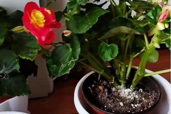 丽格海棠烂茎如何处理，放在阳光充足的地方可让它快速恢复生机