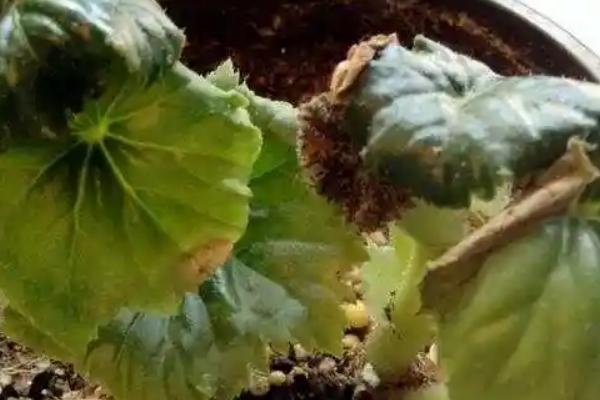 丽格海棠烂茎如何处理，放在阳光充足的地方可让它快速恢复生机