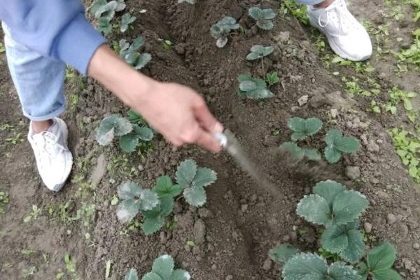 怎么防治草莓白粉病，发现病叶要及时摘除烧毁