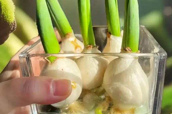 郁金香是多年生吗，属于百合科多年生草本植物