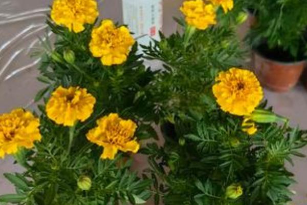 万寿菊在几点开花，午后3点开花