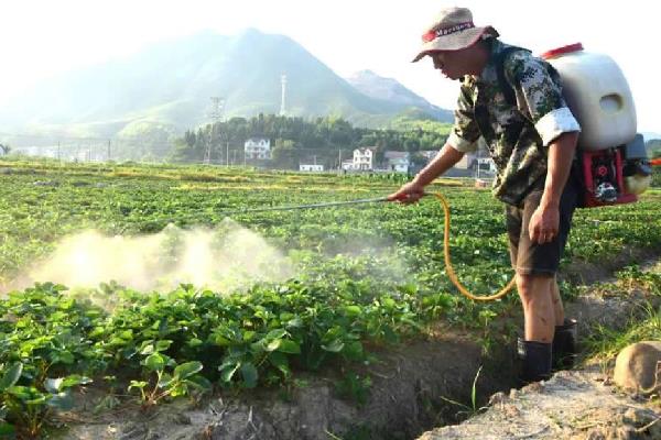 怎么防治草莓白粉病，发现病叶要及时摘除烧毁
