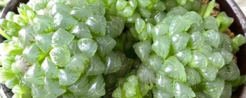 哪些多肉比较贵，有霓虹灯玉露、玉扇等