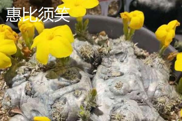 哪些多肉比较贵，有霓虹灯玉露、玉扇等