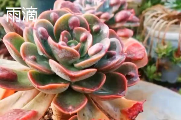 哪些多肉比较贵，有霓虹灯玉露、玉扇等