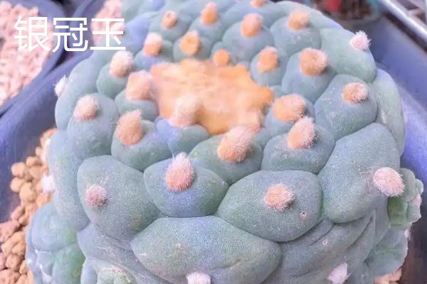 哪些多肉比较贵，有霓虹灯玉露、玉扇等