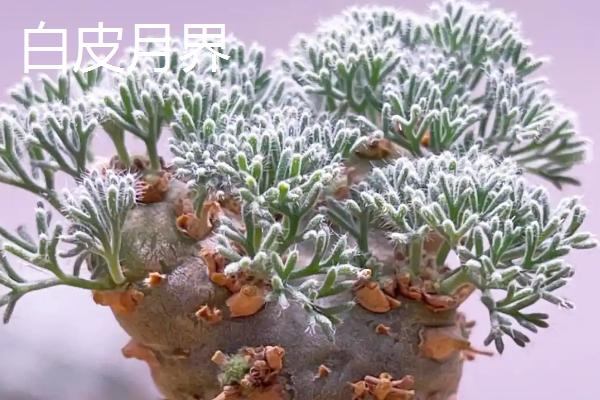 哪些多肉比较贵，有霓虹灯玉露、玉扇等