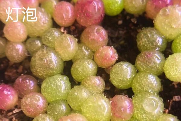 哪些多肉比较贵，有霓虹灯玉露、玉扇等