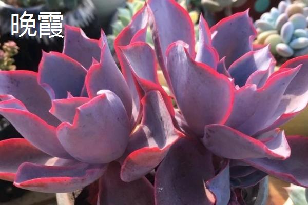 哪些多肉比较贵，有霓虹灯玉露、玉扇等