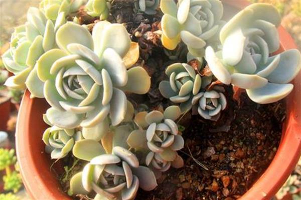 夏天怎么养鲁氏石莲花，生长的温度在18-25℃