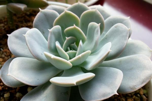 夏天怎么养鲁氏石莲花，生长的温度在18-25℃