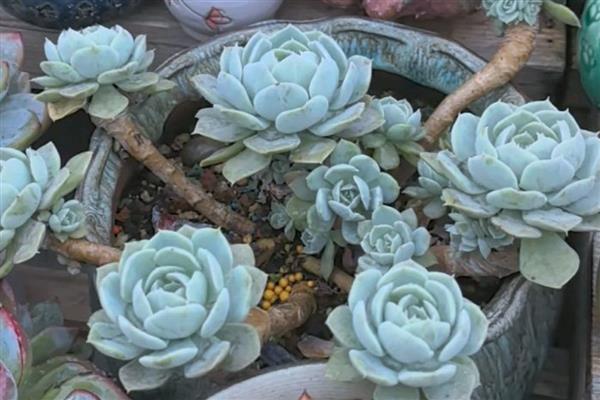 夏天怎么养鲁氏石莲花，生长的温度在18-25℃