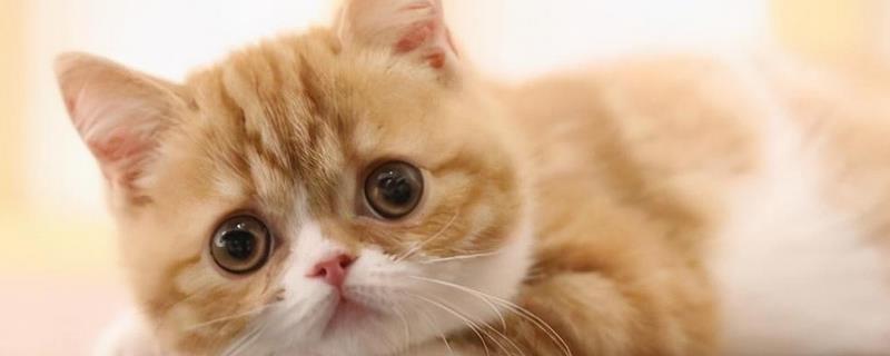 猫咪的食量突增是怎么回事，可能是生长期或天气变冷