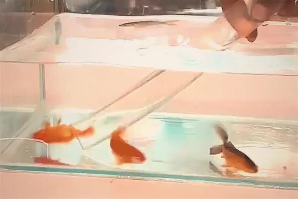 金鱼换水注意事项，每次的换水量不要太大