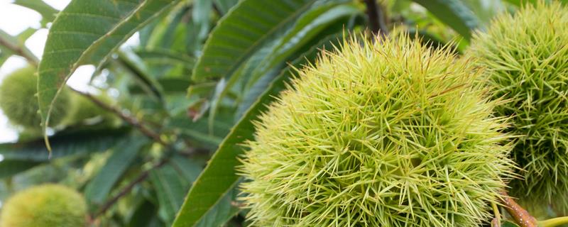 板栗树几年可以开花结果，实生苗一般要4-8年