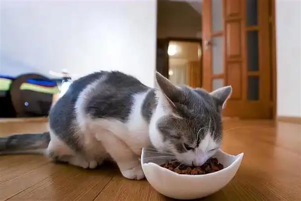 猫咪的食量突增是怎么回事，可能是生长期或天气变冷