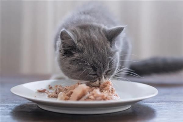 猫咪的食量突增是怎么回事，可能是生长期或天气变冷