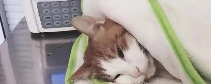 猫低血糖有什么症状，可能是应激、缺少营养、感染寄生虫所致