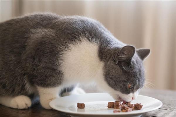 猫咪的食量突增是怎么回事，可能是生长期或天气变冷