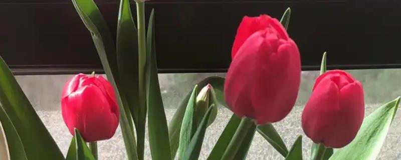 郁金香如何醒花，要先对枝叶进行修剪