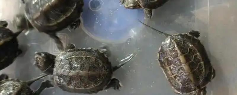 草龟温度是多少合适，水温保持在18-32℃为宜