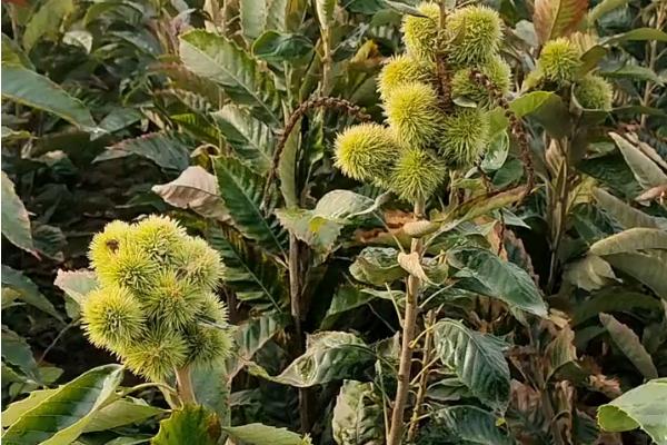 板栗树几年可以开花结果，实生苗一般要4-8年