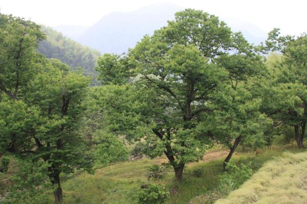 板栗树几年可以开花结果，实生苗一般要4-8年