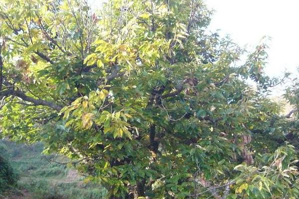 板栗树几年可以开花结果，实生苗一般要4-8年