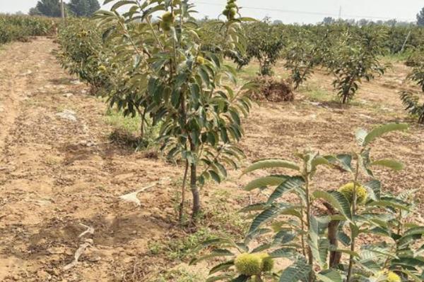 板栗树几年可以开花结果，实生苗一般要4-8年
