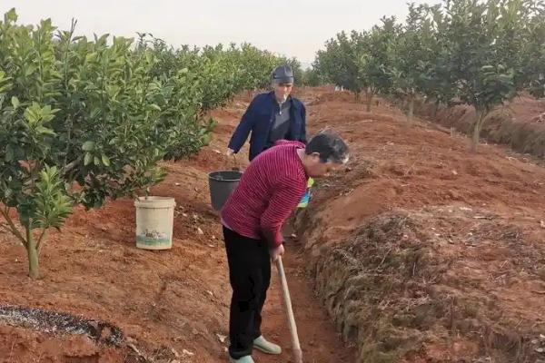 板栗树几年可以开花结果，实生苗一般要4-8年
