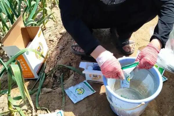 怎么防治大蒜的重茬病害，与其它作物进行轮作是有效措施