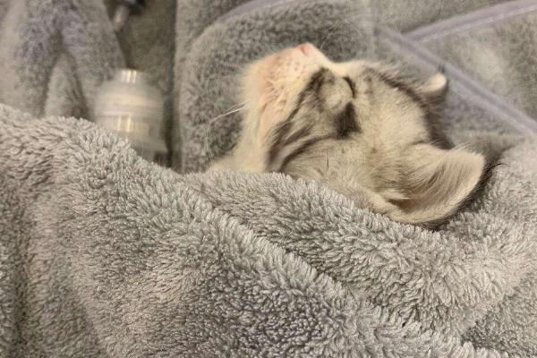 猫低血糖有什么症状，可能是应激、缺少营养、感染寄生虫所致