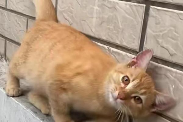 猫低血糖有什么症状，可能是应激、缺少营养、感染寄生虫所致