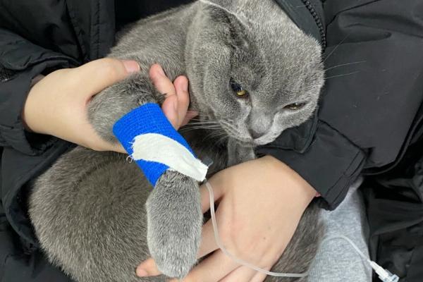 猫低血糖有什么症状，可能是应激、缺少营养、感染寄生虫所致