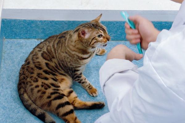 猫低血糖有什么症状，可能是应激、缺少营养、感染寄生虫所致